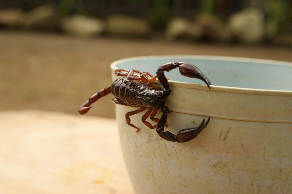 alacran, nature, finland, quindio, colombia, alacran, alacran, alacran, alacran, alacran