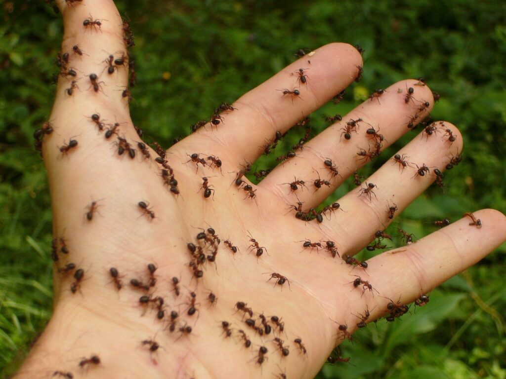 ants, wood ants, hand, danger, disgust, horror, gruesome, fear, panic, bite, sting, insect, insects, ants, ants, ants, ants, ants