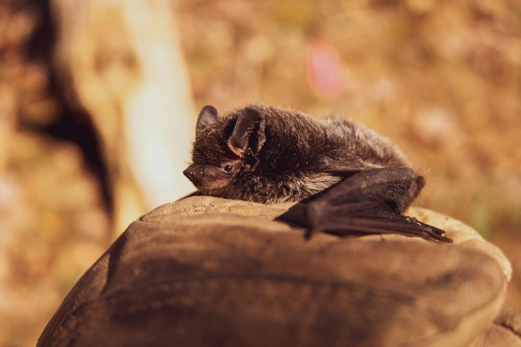 pexels-photo-3261020-3261020 A close view of a cute bat resting on a leaf amid a warm natural setting.