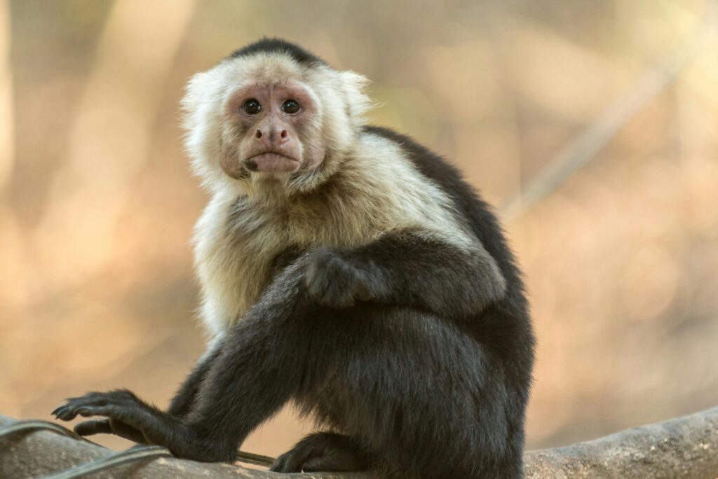 pexels-photo-733998-733998 Close-up of a white-headed capuchin monkey in natural habitat, Costa Rica.